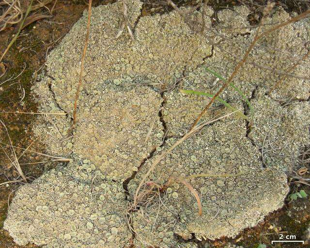 Image of Cladonia nashii Ahti