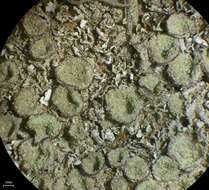 Image of Cladonia nashii Ahti