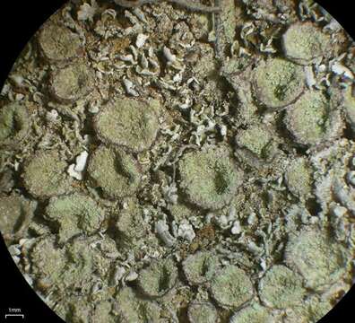 Image of Cladonia nashii Ahti