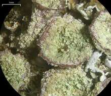 Image of Cladonia nashii Ahti