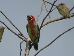 Image of Vieillot's Barbet