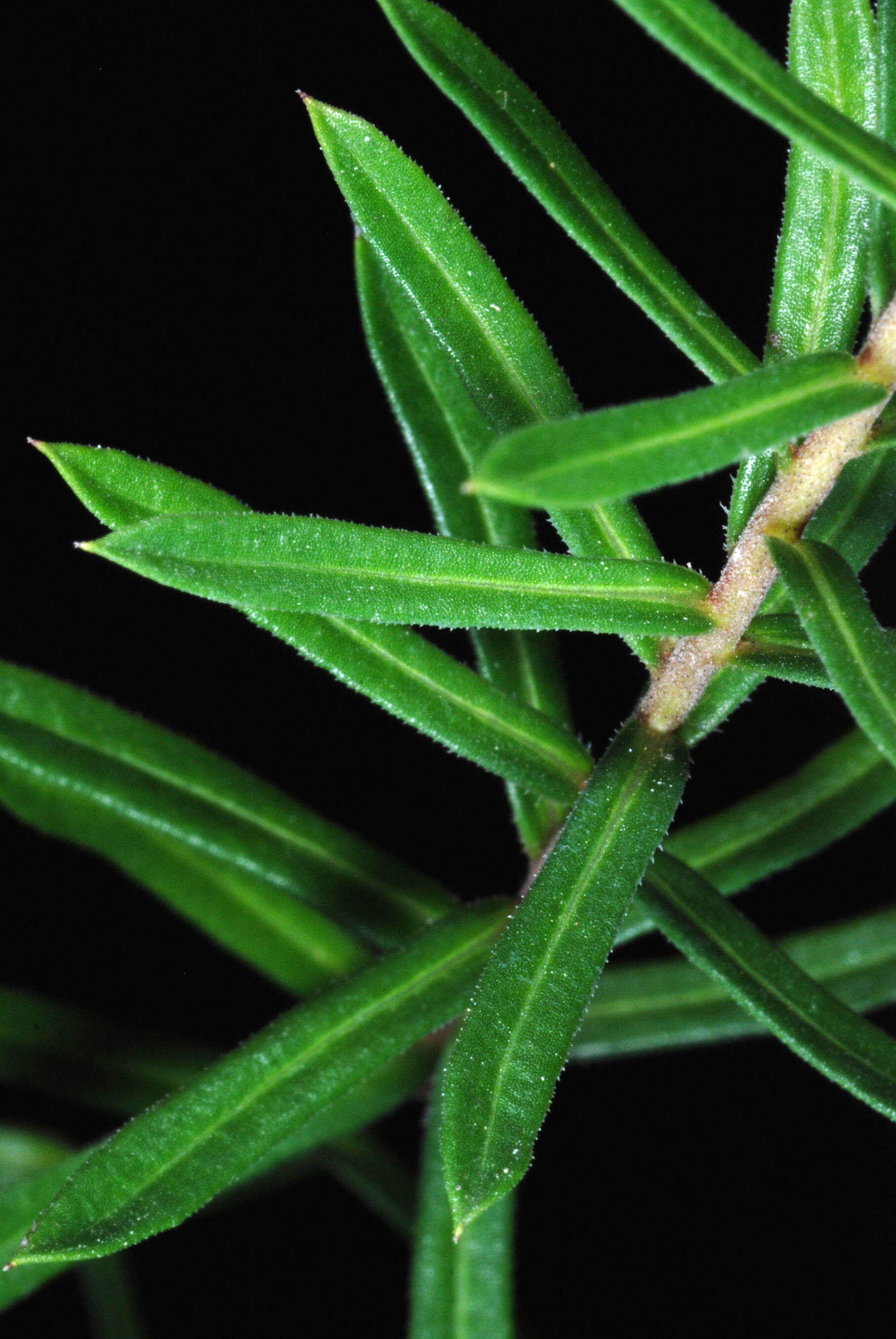 Image of Ionactis linariifolia (L.) Greene