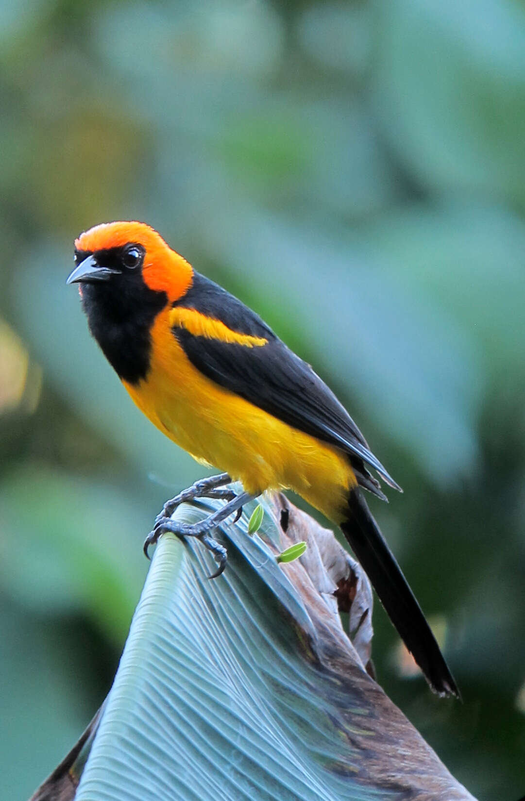 Image of Orange-crowned Oriole