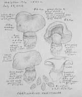 Imagem de Cortinarius subolivascens A. H. Sm. 1944