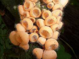 Image of Sarcoscyphaceae