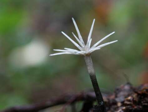 Image of Xylariomycetidae