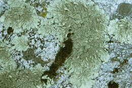 Image of Mexican xanthoparmelia lichen