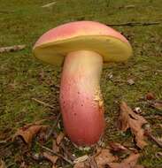 Image of Boletus pallidoroseus Both 1998