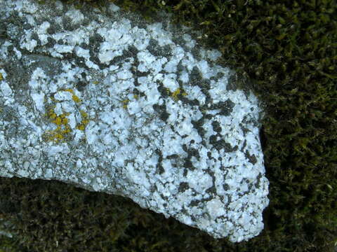 Image of lecidea lichen