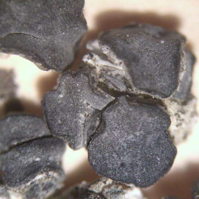 Image of lecidea lichen