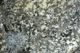 Image of lecidea lichen