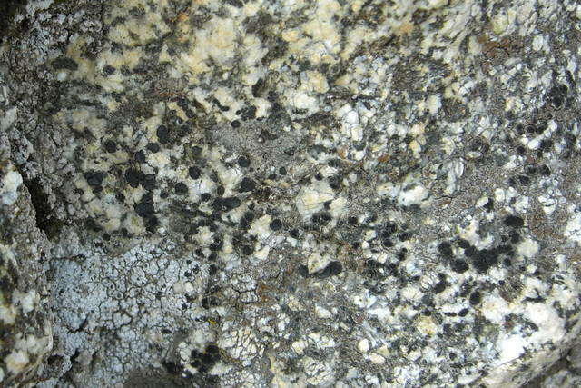 Image of lecidea lichen