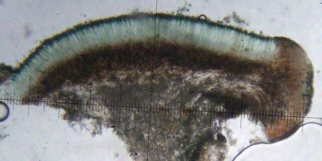 Lecidea diducens Nyl. resmi