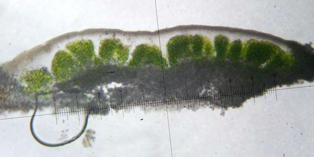 Image of <i>Lecanora muralis</i> (Schreber) Rabenh.