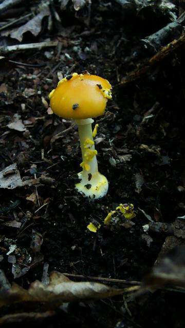 Слика од Amanita flavoconia G. F. Atk. 1902