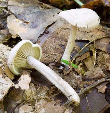 Imagem de Entoloma albogriseum (Peck) Redhead 1979