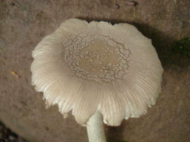 Image of Amanita farinosa Schwein. 1822