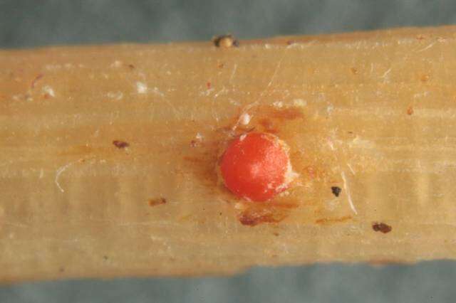 Image of Charonectria