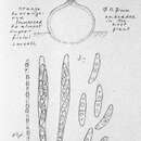 Image of Charonectria sceptri (P. Karst.) Lowen 1999