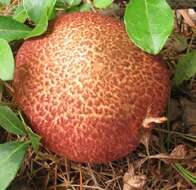 Image of Clinton’s boletus