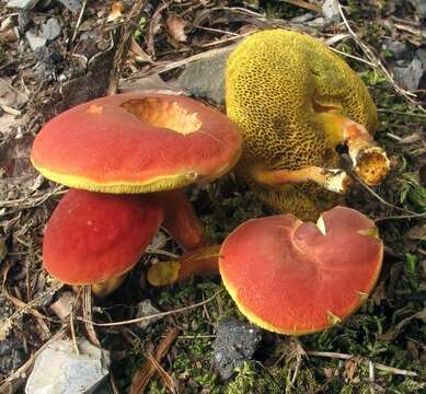 Слика од Hortiboletus