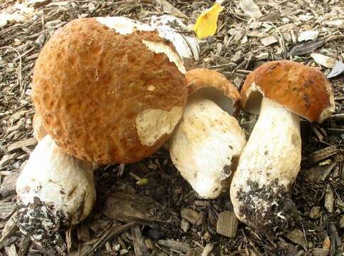 Sivun Boletus nobilissimus Both & R. Riedel 2000 kuva