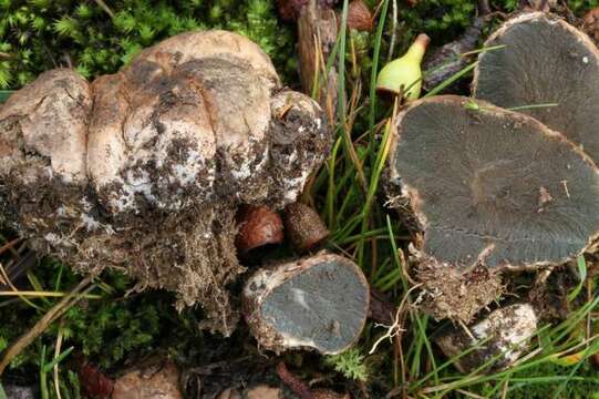 Image of Hysterangiaceae