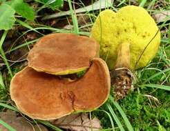 Image of Aureoboletus innixus (Frost) Halling, A. R. Bessette & Bessette 2015