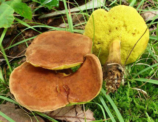 Image of Aureoboletus innixus (Frost) Halling, A. R. Bessette & Bessette 2015