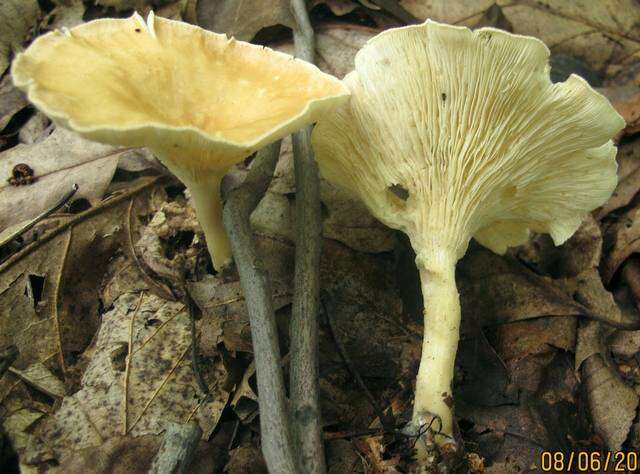 Слика од Clitocybe