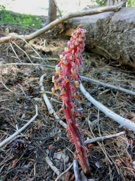 Image of pinedrops