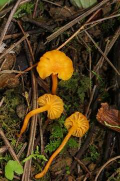 Image of Cantharellus minor Peck 1872