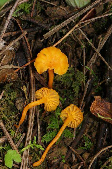 Image of Cantharellus minor Peck 1872