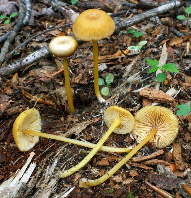 Image of Entoloma unicolor (Peck) Hesler 1967