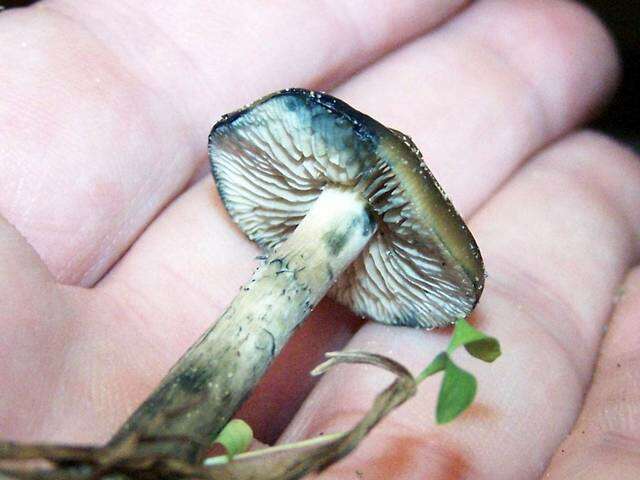 Image of Psilocybe ovoideocystidiata Guzmán & Gaines 2007