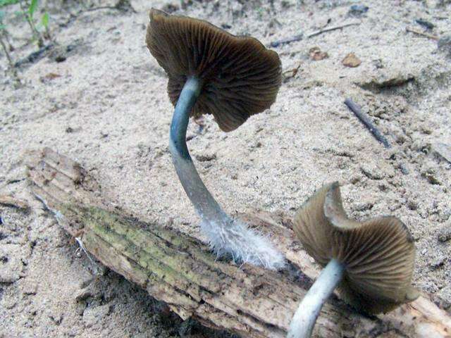 Image of Psilocybe ovoideocystidiata Guzmán & Gaines 2007