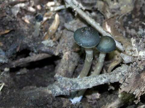 Image of Psilocybe ovoideocystidiata Guzmán & Gaines 2007