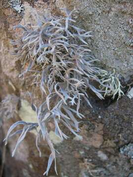 Image of roccella lichen