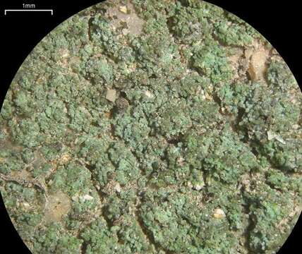 Image of Santa Monica dust lichen