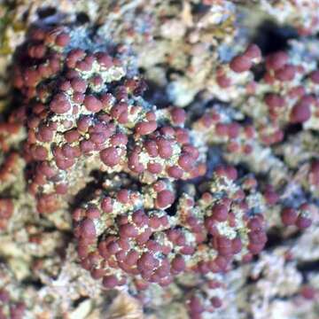 Image of biatora lichen