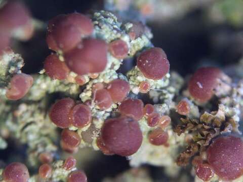 Image of biatora lichen