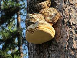 Image of Fomitopsis