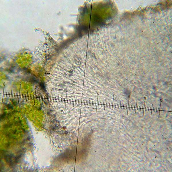 Image of biatora lichen