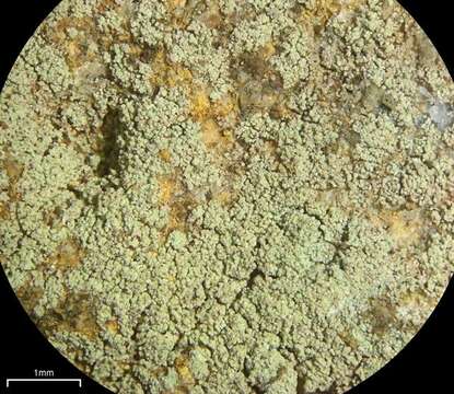 Image of lecidella lichen