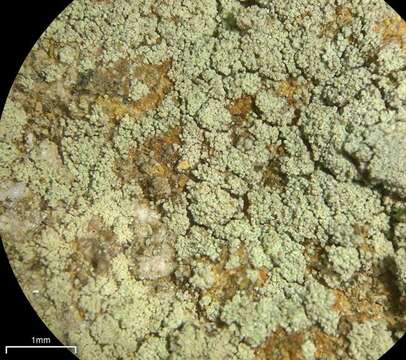 Image of lecidella lichen