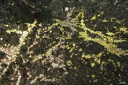 Image of cracked lichen