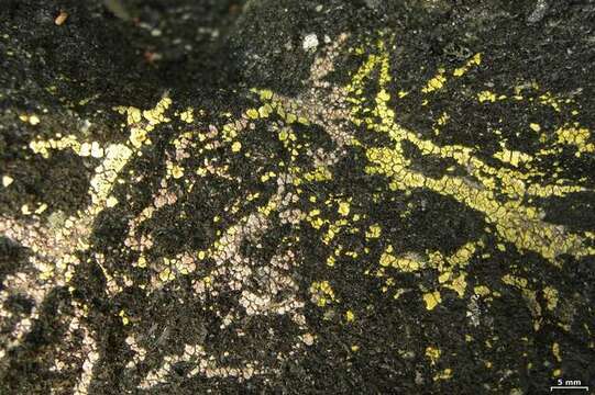 Image of cracked lichen