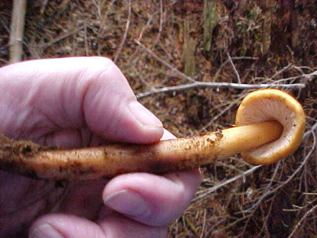 Plancia ëd Phaeocollybia luteosquamulosa Norvell 2000