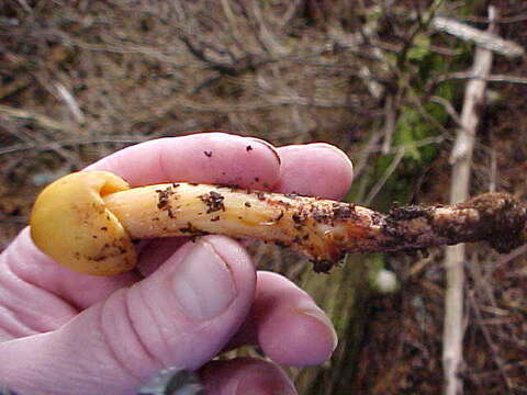 Image of Phaeocollybia luteosquamulosa Norvell 2000