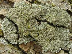 Image of frosted lichen